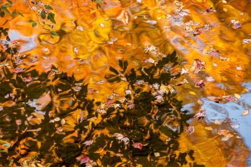 Abstract;Abstraction;Autumn;Botannicals;Brown;Fall;Fallen Leaves;Foliage;Gold;Great Smoky Mountains National Park;Green;Leaf;Leaves;Mirror;Oneness;Orange;Pastoral;Pattern;Peaceful;Plant;Red;Reflection;Reflections;Ripple;River;Seasons;Shape;Stream;Tan;Tennessee;Texture;United States;Wabi Sabi;Water;Yellow;botanical;flowing;zen